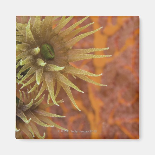 Orangefarbene Koralle Magnet (Vorne)