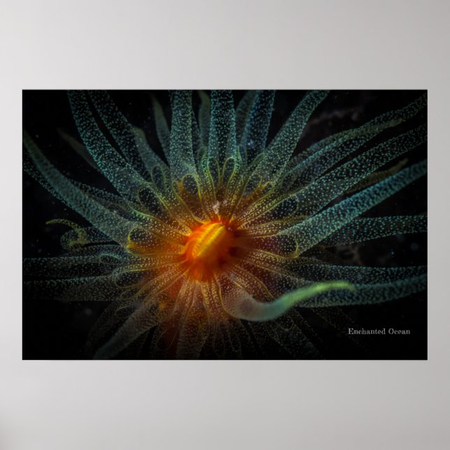 Orangefarbene Koralle Poster (Vorne)