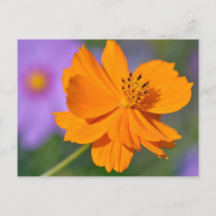 Orangefarbene Kosmos-Blume Postkarte