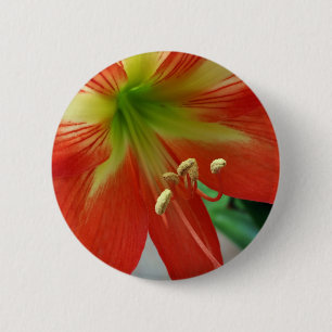 orangefarbene Lilie Button