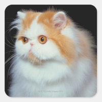 Orangefarbene Mit Augen und Niedliche Katze