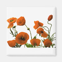 Orangefarbene Mohnblumen-Blume