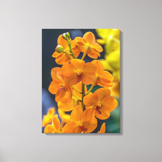 Orangefarbene Orchideen in naher Leinwand (Vorderseite)