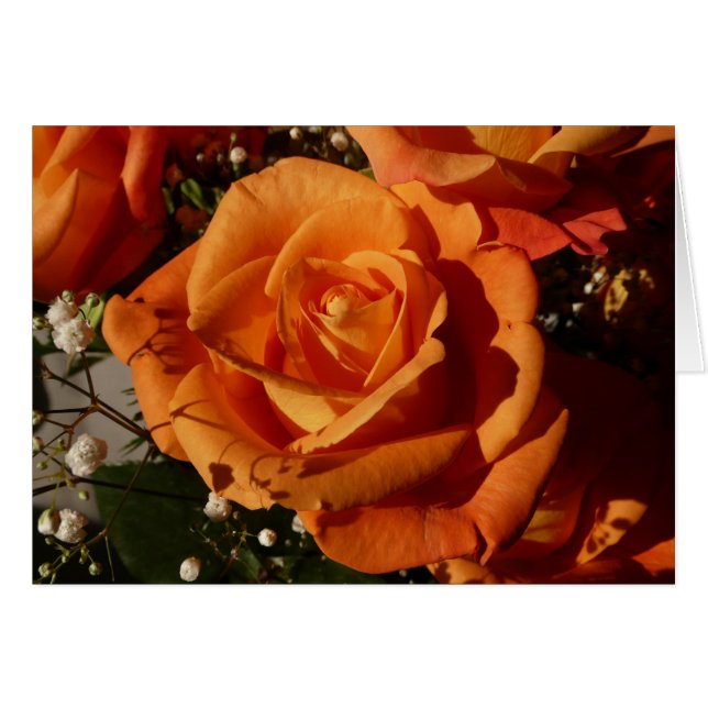 orangefarbene Rose (Vorderseite (Horizontal))