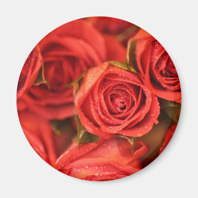 Orangefarbene Rose Foto-Kunstmagnet Magnet (Vorne)