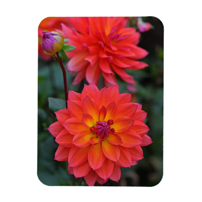 Orangefarbene, rote, gelbe Dahlische Blume Magnet (Vertikal)