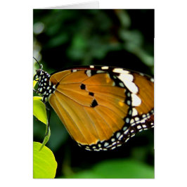 Orangefarbene, schwarze und weiße Schmetterlinge a