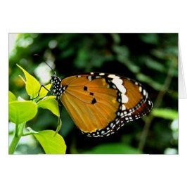 Orangefarbene, schwarze und weiße Schmetterlinge a