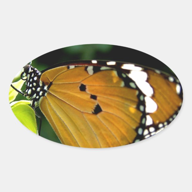 Orangefarbene, schwarze und weiße Schmetterlinge a Ovaler Aufkleber (Vorderseite)