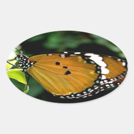 Orangefarbene, schwarze und weiße Schmetterlinge a Ovaler Aufkleber