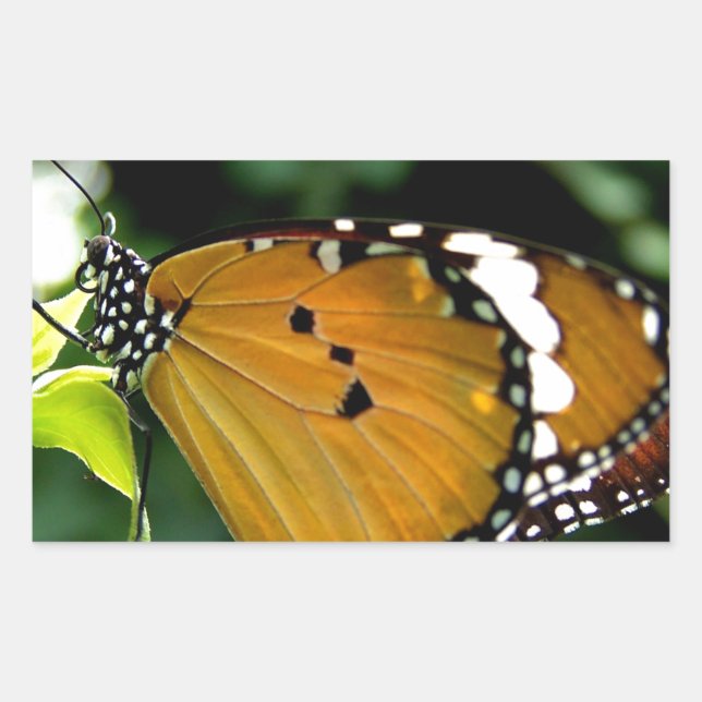 Orangefarbene, schwarze und weiße Schmetterlinge a Rechteckiger Aufkleber (Vorderseite)