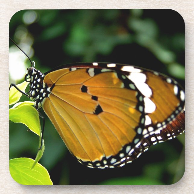 Orangefarbene, schwarze und weiße Schmetterlinge a Untersetzer (Vorderseite)