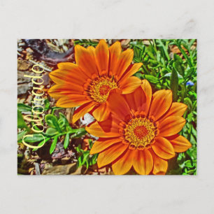Orangefarbene Sonnenblume Colorado Postkarte