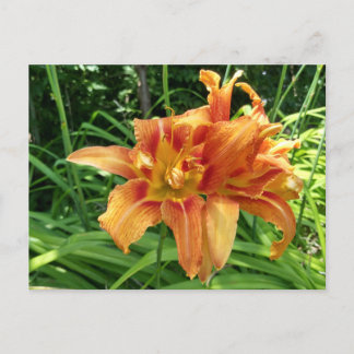 Orangefarbene Taglilie Blume Horizontal Postkarte