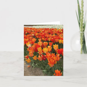 Orangefarbene Tulips im Feld, Waldbrand, OR Dankeskarte