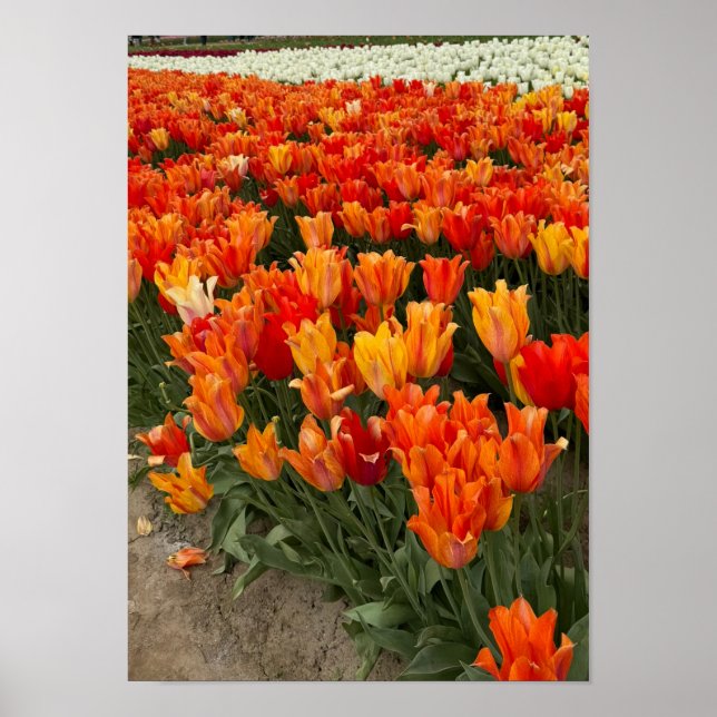 Orangefarbene Tulips im Feld, Waldbrand, OR Poster (Vorne)