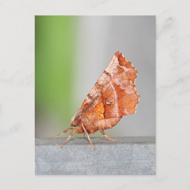 Orangefarbene und braune Motte. Postkarte (Vorderseite)