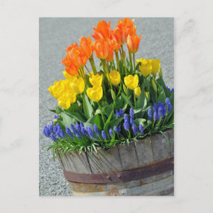 Orangefarbene und gelbe Tulpen bedrucken Postkarte