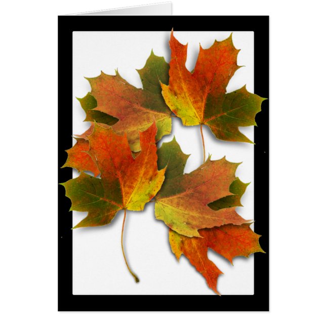 Orangefarbene und goldene Herbstblätter (Vorne)