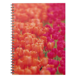 Orangefarbene und rosa Tulips Notizblock
