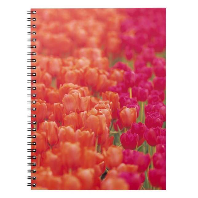 Orangefarbene und rosa Tulips Notizblock (Vorderseite)