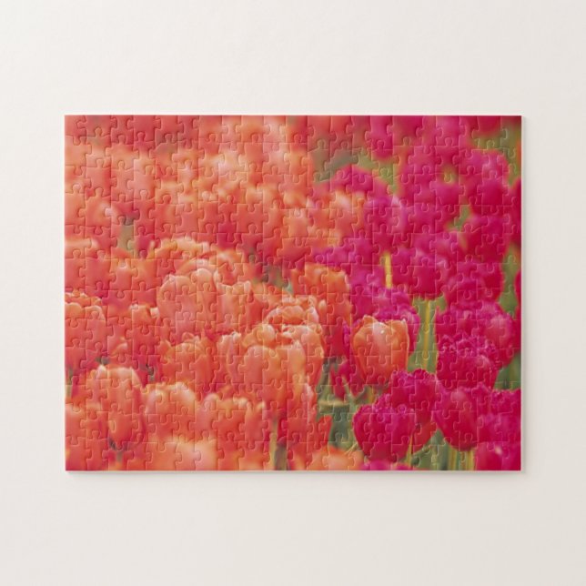 Orangefarbene und rosa Tulips Puzzle (Horizontal)