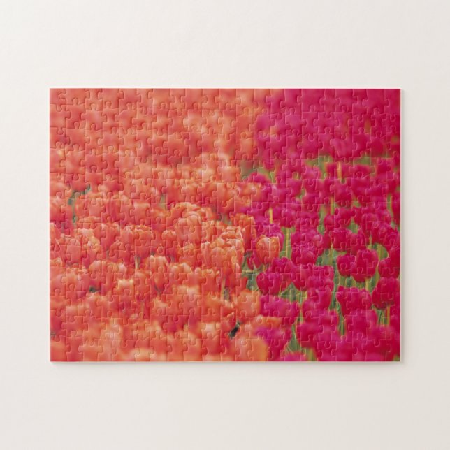 Orangefarbene und rosa Tulips Puzzle (Horizontal)