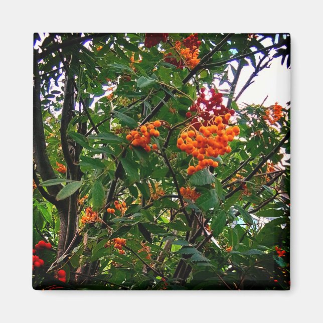Orangefarbene und rote Beeren Magnet (Vorne)