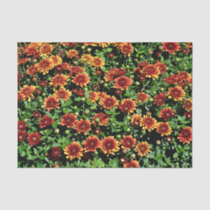 Orangefarbene und rote Blume Seidenpapier