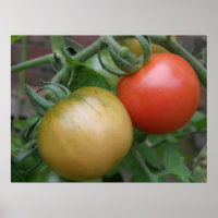 Orangefarbene und rote Tomaten
