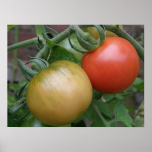 Orangefarbene und rote Tomaten Poster