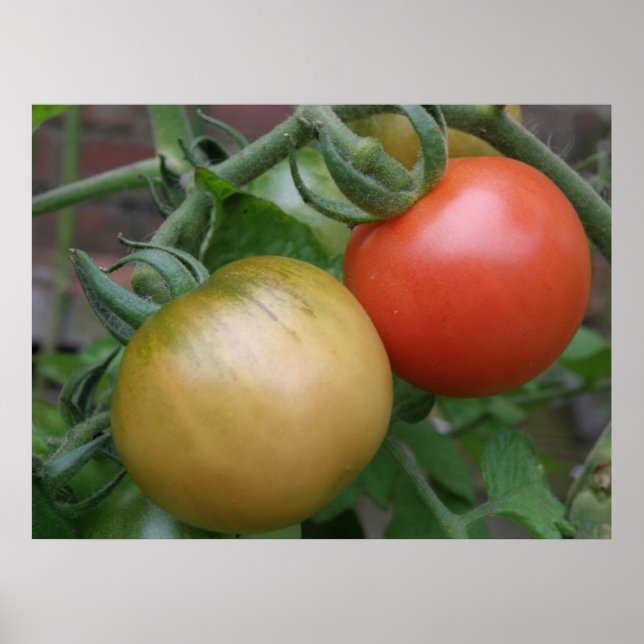 Orangefarbene und rote Tomaten Poster (Vorne)