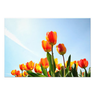 Orangefarbene und rote Tulpen von unten Fotodruck