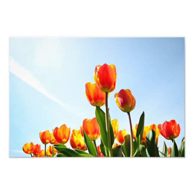 Orangefarbene und rote Tulpen von unten Fotodruck (Vorne)