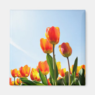 Orangefarbene und rote Tulpen von unten Magnet