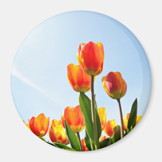 Orangefarbene und rote Tulpen von unten Magnet (Vorne)