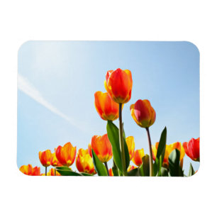 Orangefarbene und rote Tulpen von unten Magnet