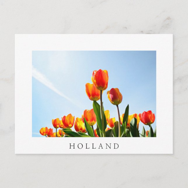 Orangefarbene und rote Tulpen von unten Postkarte (Vorderseite)