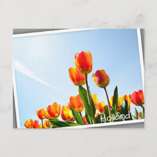 Orangefarbene und rote Tulpen von unten Postkarte