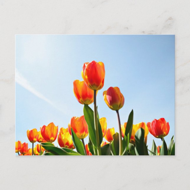 Orangefarbene und rote Tulpen von unten Postkarte (Vorderseite)