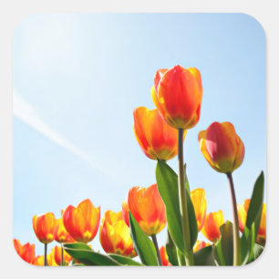 Orangefarbene und rote Tulpen von unten Quadratischer Aufkleber