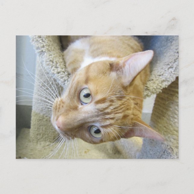 Orangefarbene und weiße Katze Postkarte (Vorderseite)