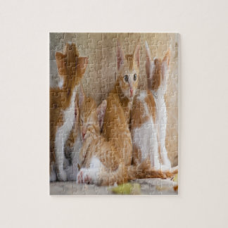 Orangefarbene und weiße Tablette mit Kätzchen/Foto Puzzle