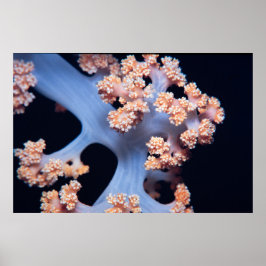 Orangefarbene Weichkoralle Poster