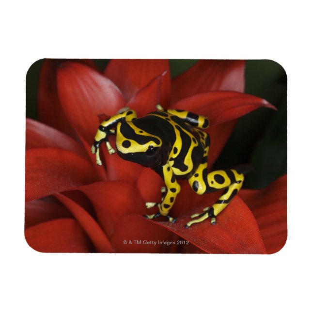 Orangefarbener Dartfrosch Dendrobates leucomelas Magnet (Horizontal)