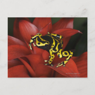 Orangefarbener Dartfrosch Dendrobates leucomelas Postkarte