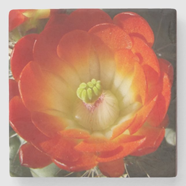 Orangefarbener Kaktus Blume Stein Untersetzer (Vorderseite)