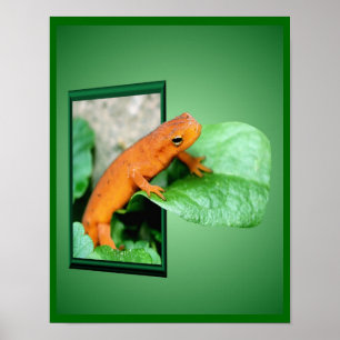 Orangefarbener Salamander aus dem Rahmen Poster