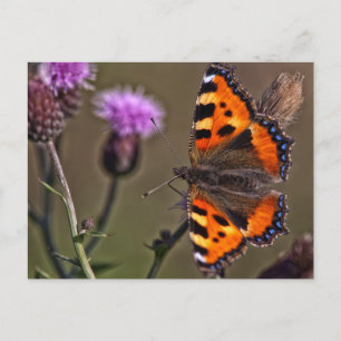 Orangefarbener Schmetterling auf der lila Blume Postkarte
