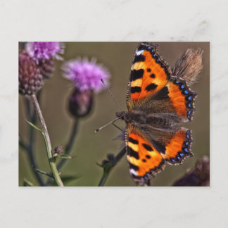 Orangefarbener Schmetterling auf der lila Blume Postkarte